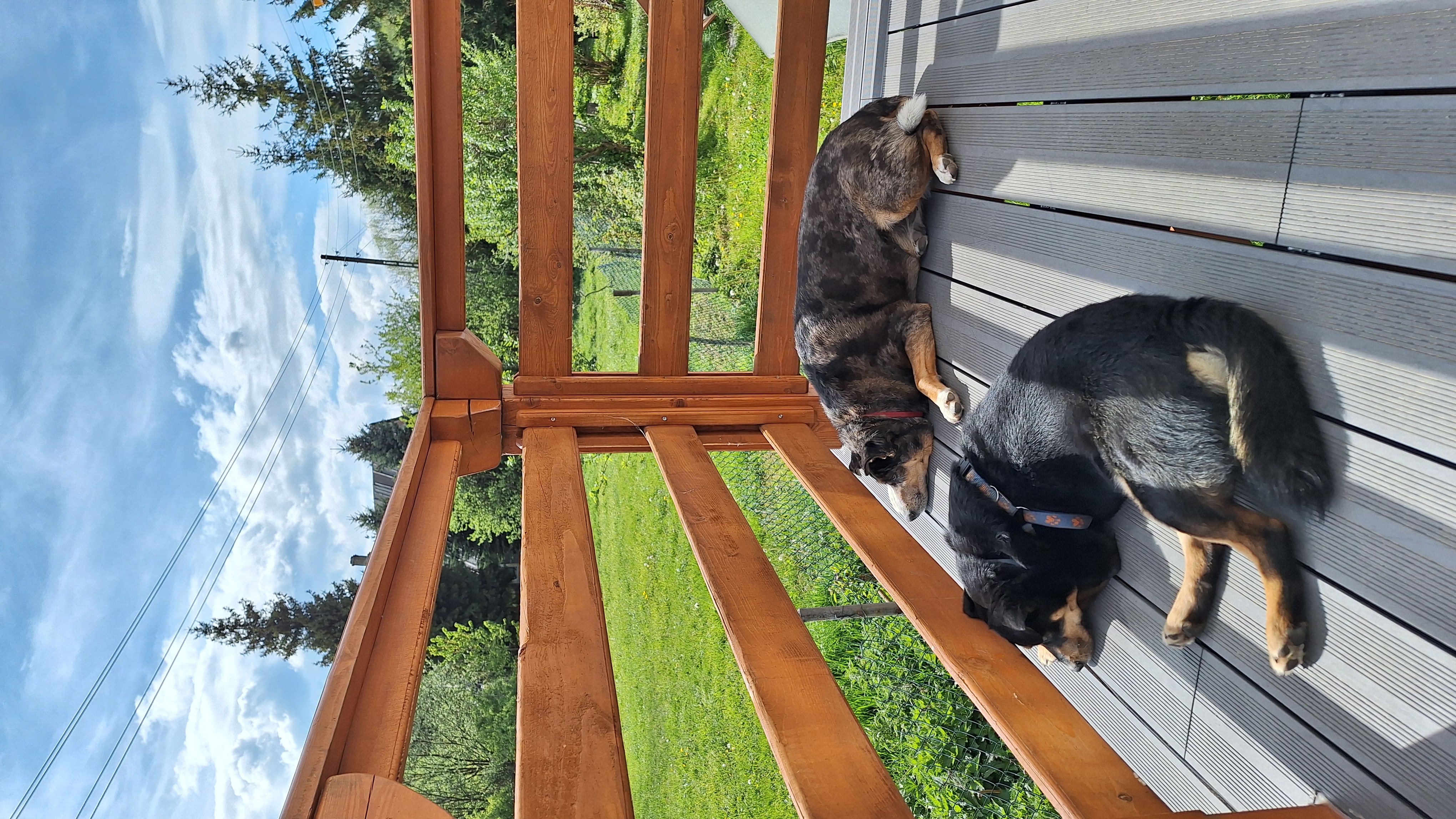 Akceptujemy zwierzęta