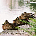 Czarny Staw - Duszniki-Zdrój