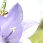 Dzwonek na Sawannie Łężyckiej