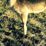 Nasi sąsiedzi - daniele