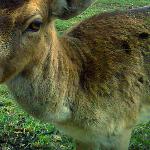 Nasi sąsiedzi - daniele