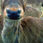 Nasi sąsiedzi - daniele