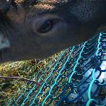 Nasi sąsiedzi - daniele