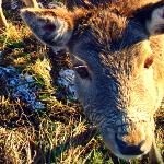 Nasi sąsiedzi - daniele