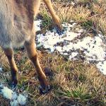 Nasi sąsiedzi - daniele