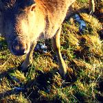 Nasi sąsiedzi - daniele