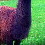 Nasi sąsiedzi - lama