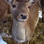 Nasi sąsiedzi - sarny